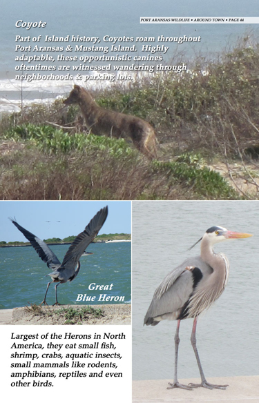 Port Aransas Wildlife