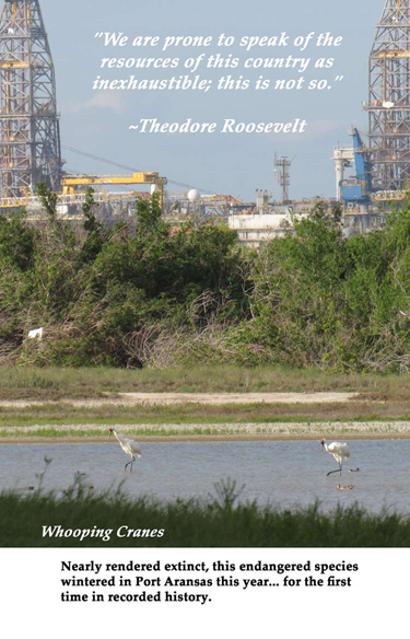 Port Aransas Wildlife